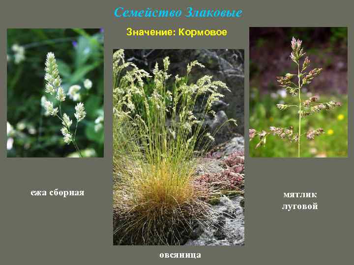 Семейство Злаковые Значение: Кормовое ежа сборная мятлик луговой овсяница 
