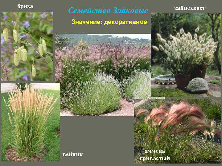 бриза Семейство Злаковые Значение: декоративное вейник ячмень гривастый зайцехвост 
