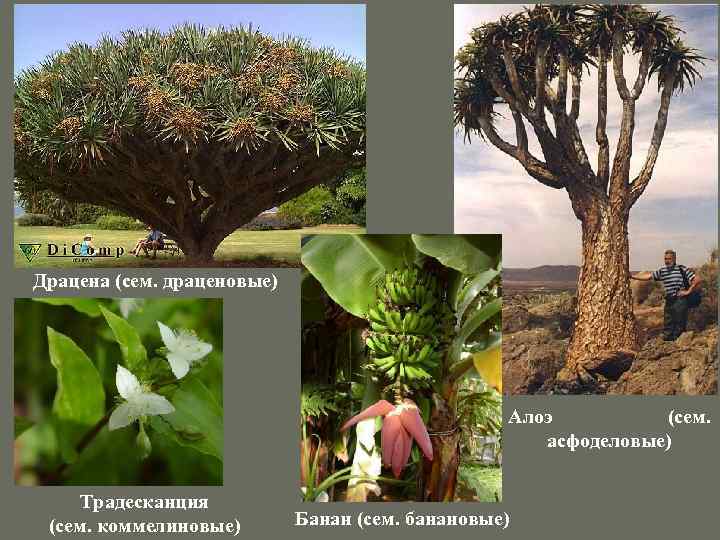 Драцена (сем. драценовые) Алоэ (сем. асфоделовые) Традесканция (сем. коммелиновые) Банан (сем. банановые) 