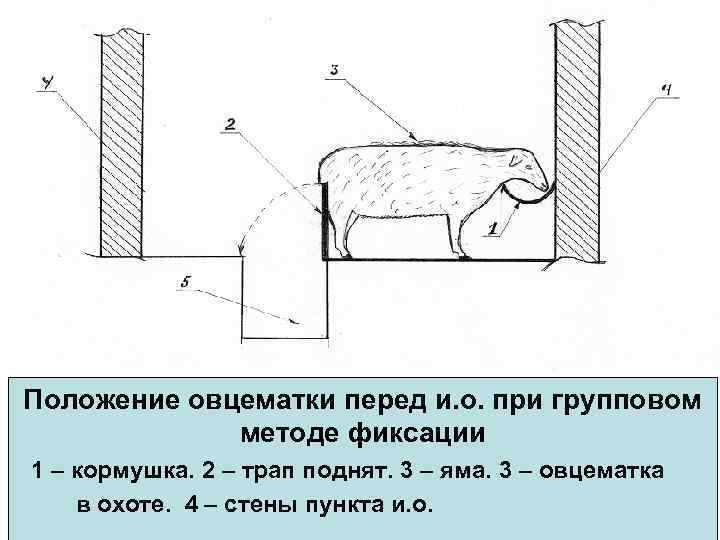 Положение овцематки перед и. о. при групповом методе фиксации 1 – кормушка. 2 –