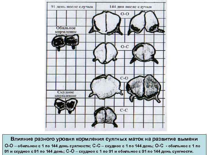 Влияние разного уровня кормления суягных маток на развитие вымени О-О – обильное с 1