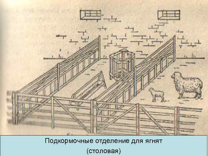 Подкормочные отделение для ягнят (столовая) 