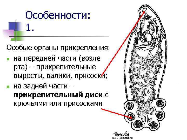 Длинные выросты клеток наружного покрова корня