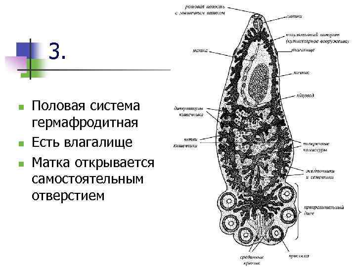 3. n n n Половая система гермафродитная Есть влагалище Матка открывается самостоятельным отверстием 