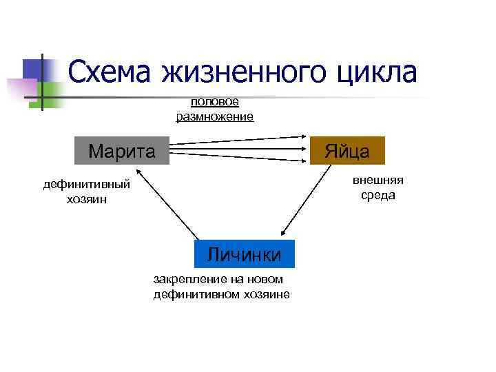 Схема жизненного цикла половое размножение Марита Яйца внешняя среда дефинитивный хозяин Личинки закрепление на