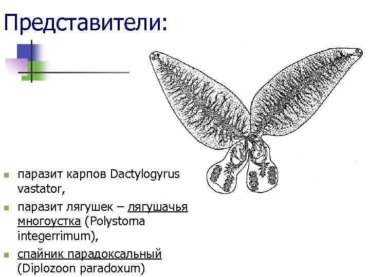 Представители: n n n паразит карпов Dactylogyrus vastator, паразит лягушек – лягушачья многоустка (Polystoma