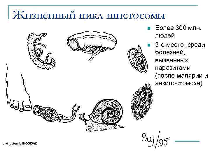 Жизненный цикл шистосомы схема