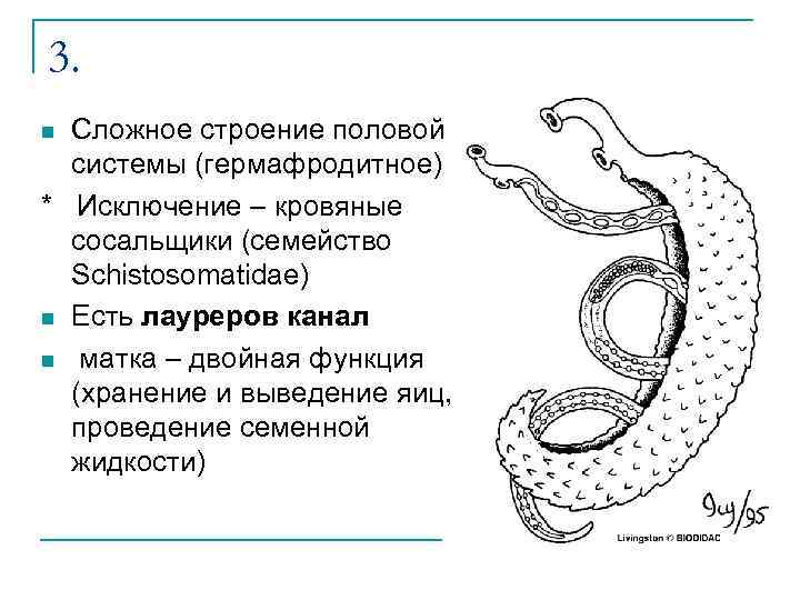 3. Сложное строение половой системы (гермафродитное) * Исключение – кровяные сосальщики (семейство Schistosomatidae) n