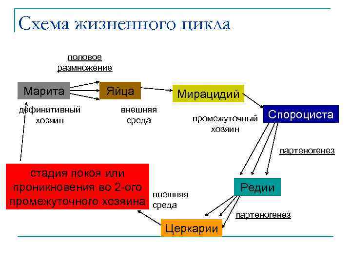 Схема жизненного цикла половое размножение Марита дефинитивный хозяин Яйца Мирацидий внешняя среда промежуточный хозяин