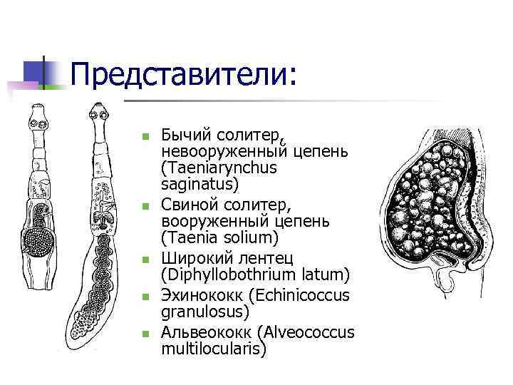 Альвеококк строение рисунок