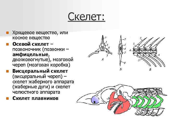 Скелет: Хрящевое вещество, или косное вещество n Осевой скелет – позвоночник (позвонки – амфицельные,
