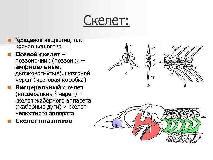 Схема типов крепления мозгового и висцерального отделов черепа