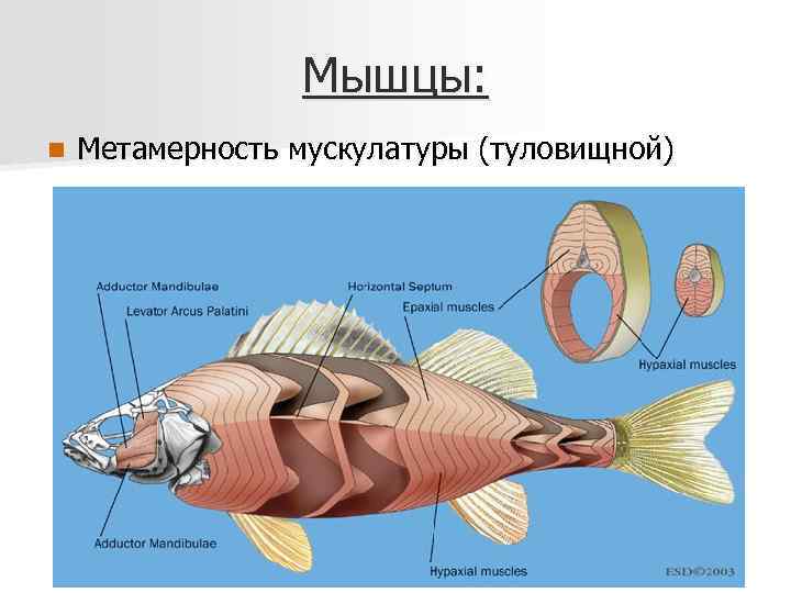 Мышцы: n Метамерность мускулатуры (туловищной) 