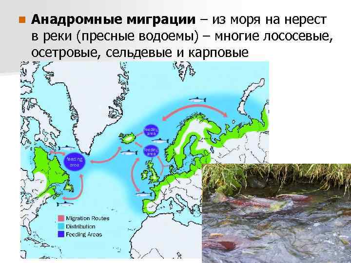 n Анадромные миграции – из моря на нерест в реки (пресные водоемы) – многие