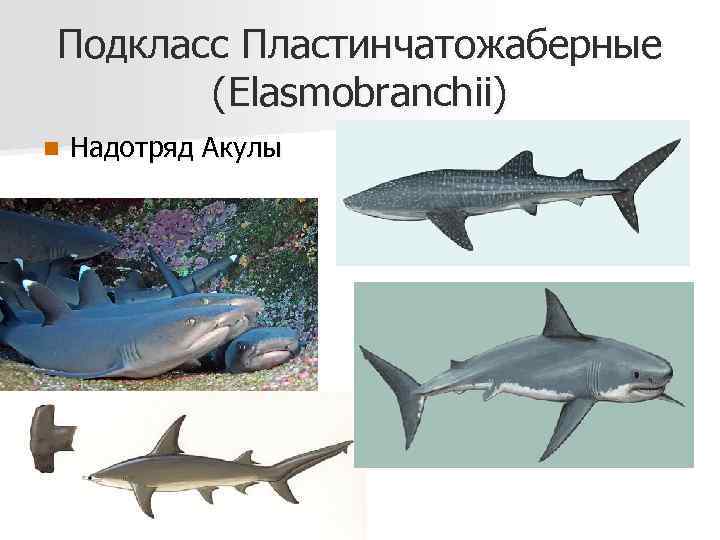 Подкласс Пластинчатожаберные (Elasmobranchii) n Надотряд Акулы 