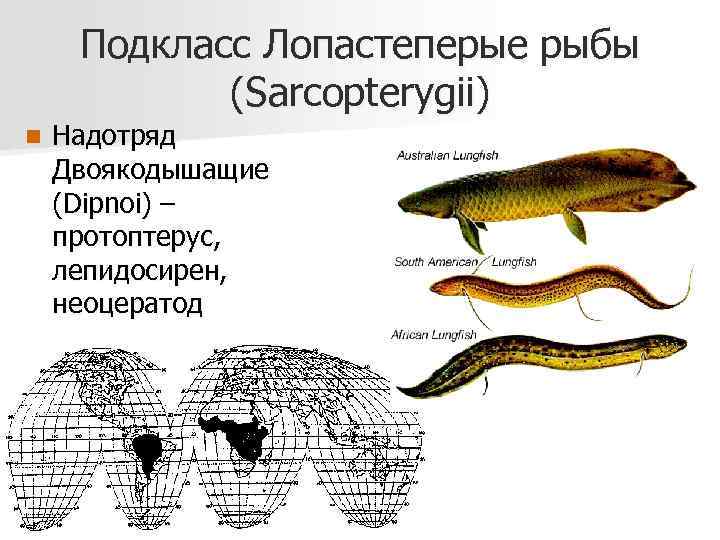 Подкласс Лопастеперые рыбы (Sarcopterygii) n Надотряд Двоякодышащие (Dipnoi) – протоптерус, лепидосирен, неоцератод 