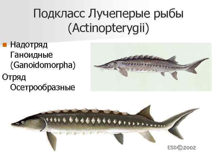 Подкласс Лучеперые рыбы (Actinopterygii) Надотряд Ганоидные (Ganoidomorpha) Отряд Осетрообразные n 