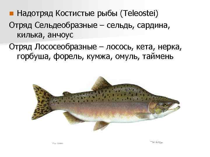 Надотряд Костистые рыбы (Teleostei) Отряд Сельдеобразные – сельдь, сардина, килька, анчоус Отряд Лососеобразные –