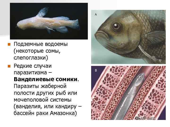 Подземные водоемы (некоторые сомы, слепоглазки) n Редкие случаи паразитизма – Ванделиевые сомики. Паразиты жаберной