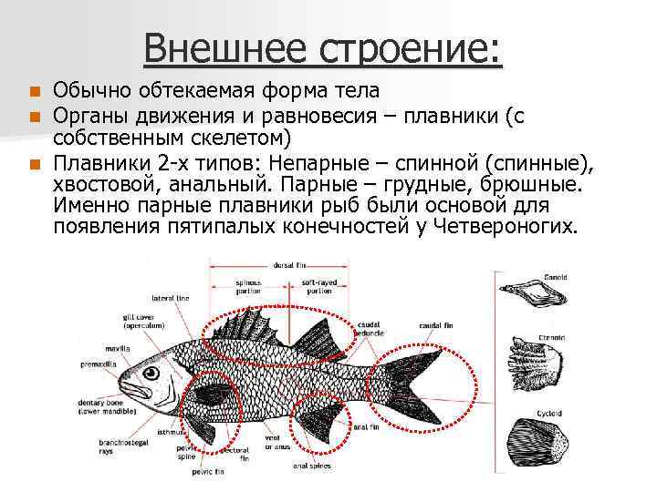 Внешнее строение: Обычно обтекаемая форма тела Органы движения и равновесия – плавники (с собственным