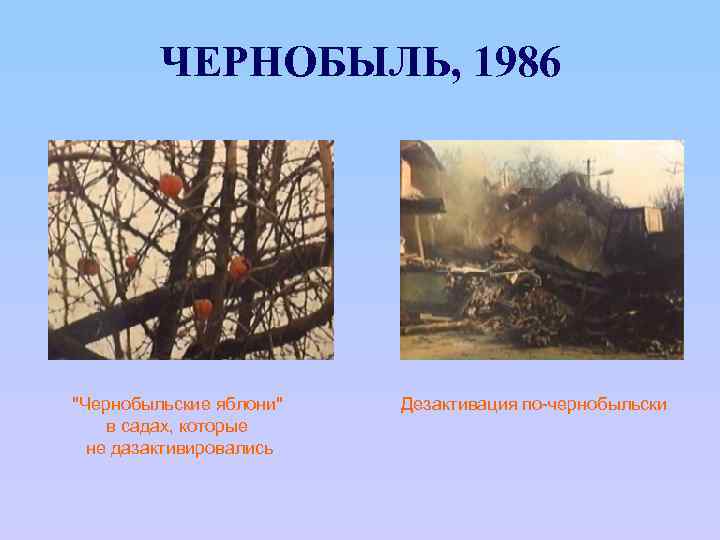 ЧЕРНОБЫЛЬ, 1986 "Чернобыльские яблони" в садах, которые не дазактивировались Дезактивация по-чернобыльски 