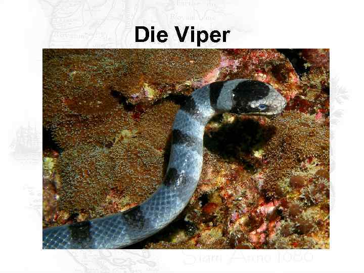 Die Viper 