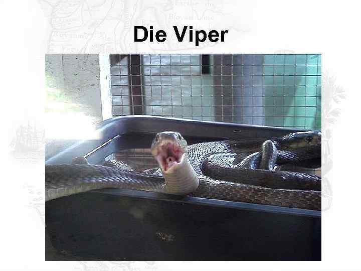 Die Viper 