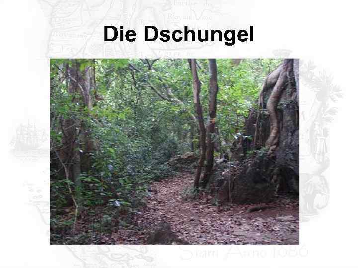 Die Dschungel 