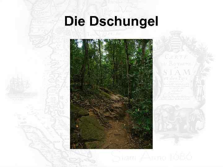 Die Dschungel 