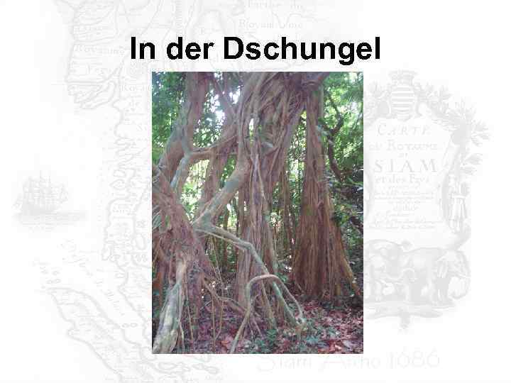 In der Dschungel 