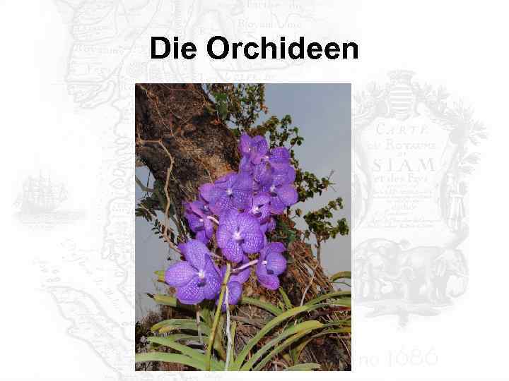 Die Orchideen 