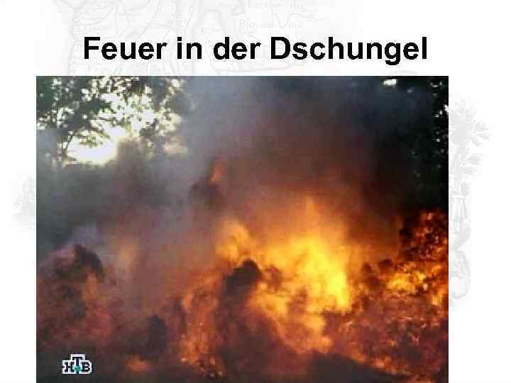Feuer in der Dschungel 