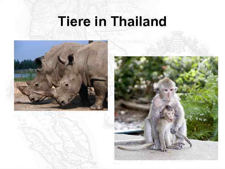 Tiere in Thailand 