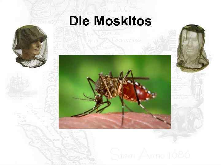 Die Moskitos 