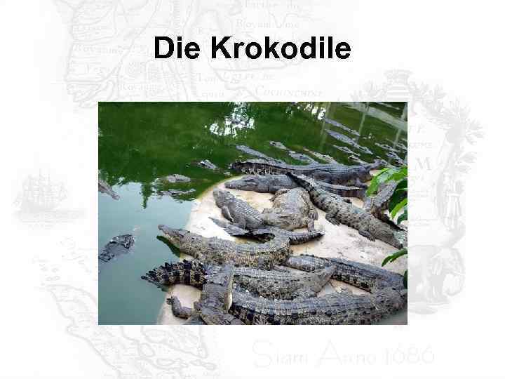Die Krokodile 