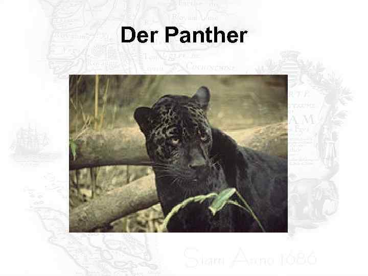 Der Panther 
