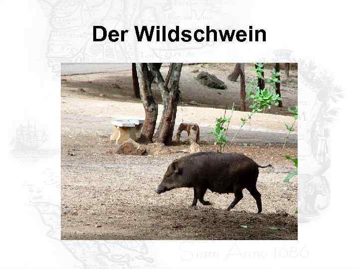 Der Wildschwein 