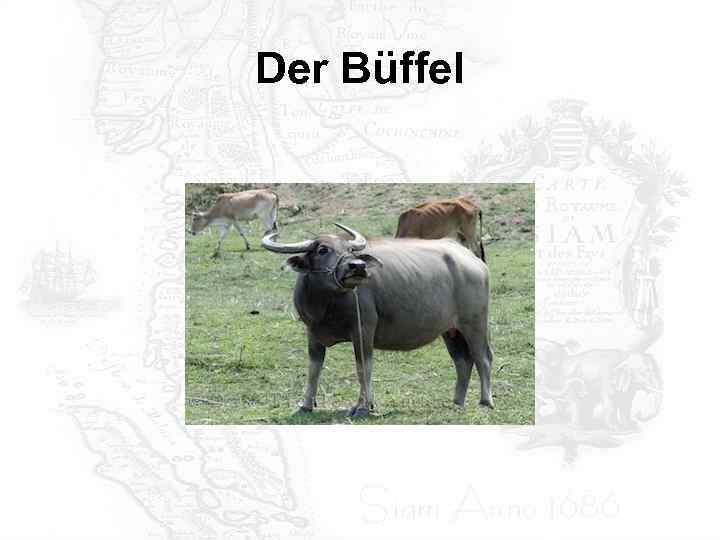 Der Büffel 