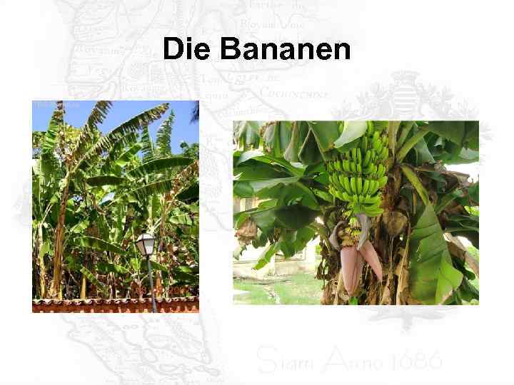 Die Bananen 