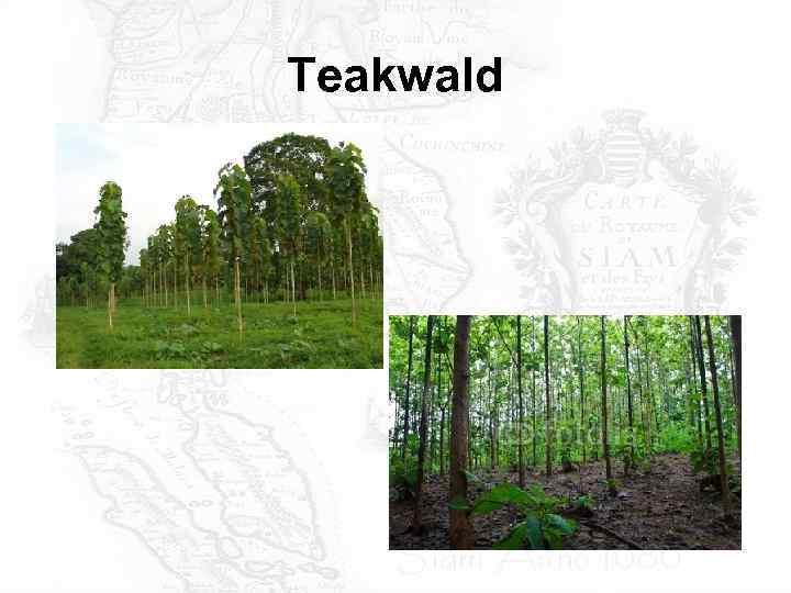 Teakwald 