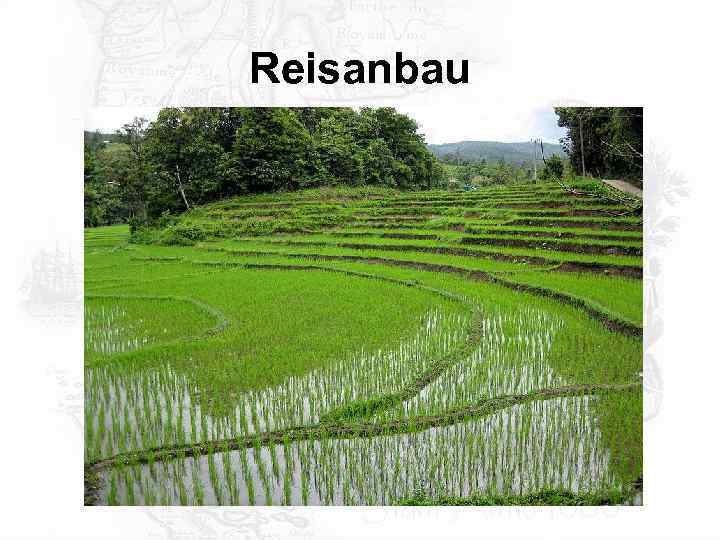 Reisanbau 