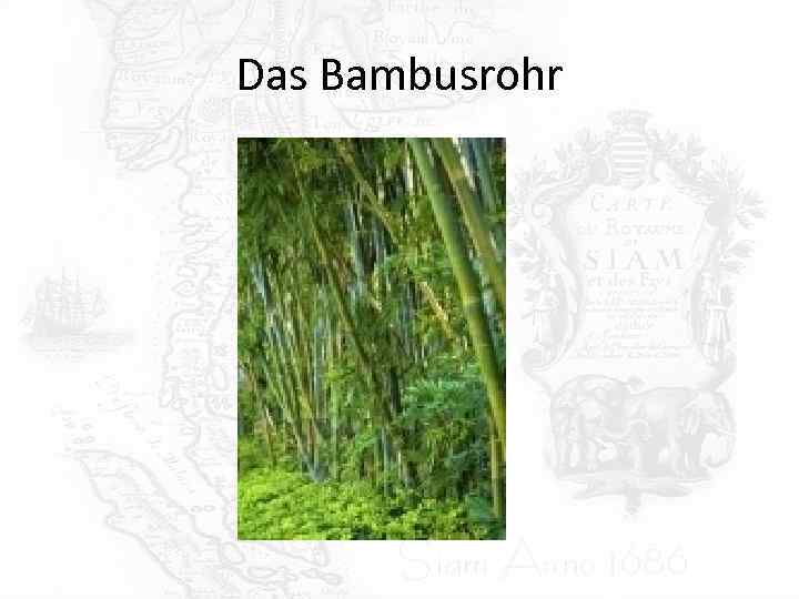Das Bambusrohr 
