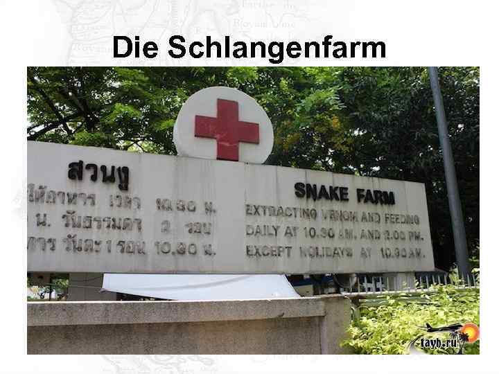 Die Schlangenfarm 