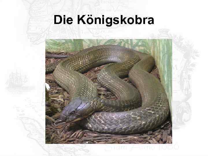 Die Königskobra 