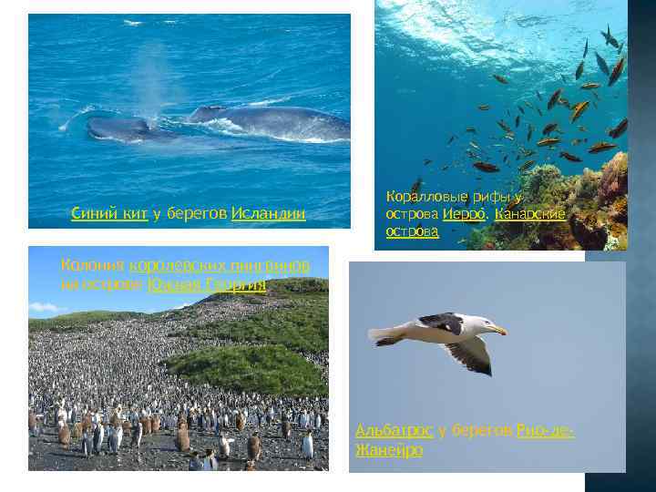 Синий кит у берегов Исландии Коралловые рифы у острова Иерро. Канарские острова Колония королевских