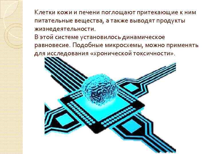 Клетки кожи и печени поглощают притекающие к ним питательные вещества, а также выводят продукты
