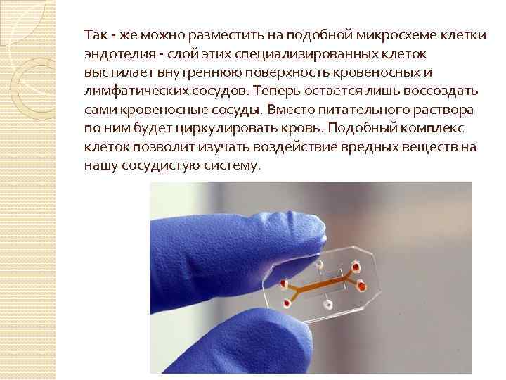Так - же можно разместить на подобной микросхеме клетки эндотелия - слой этих специализированных