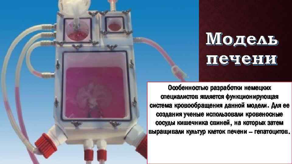 Модель печени Особенностью разработки немецких специалистов является функционирующая система кровообращения данной модели. Для ее