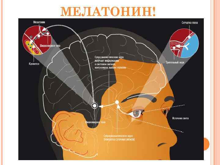 МЕЛАТОНИН! 