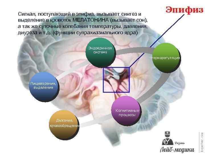 Сигнал, поступающий в эпифиз, вызывает синтез и выделение в кровоток МЕЛАТОНИНА (вызывает сон), а